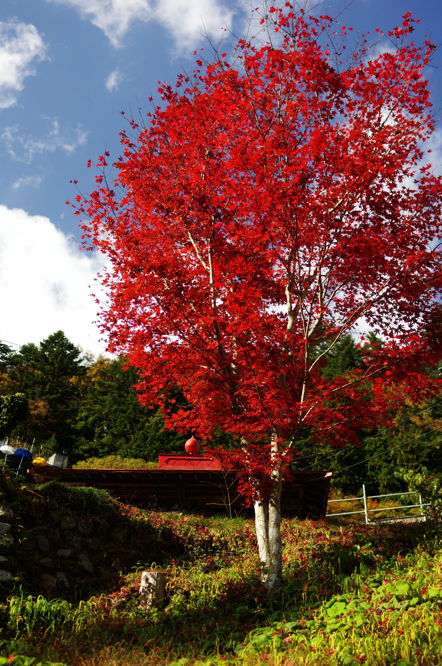 三頭山・槙寄山